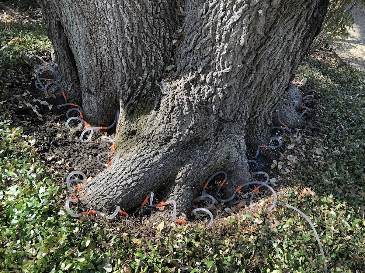 Detailed Tree Cabling and Bracing job site in Cazadero