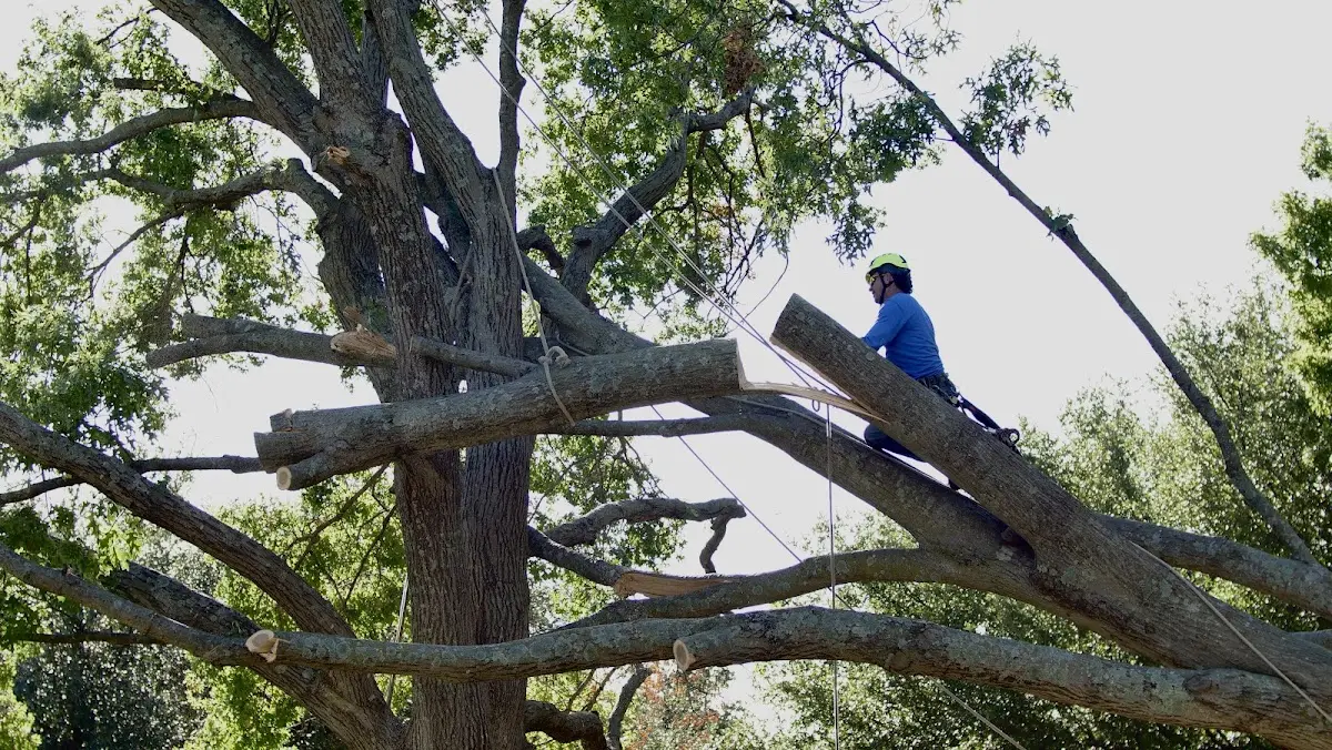 Professional Crown Thinning performed by certified arborists in Cazadero
